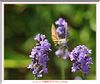 002 DSC_1509+ .JPG