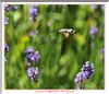 003 DSC_1516+ .JPG