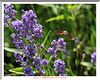 005 DSC_1548+ .JPG
