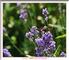 006 DSC_1551+ .JPG