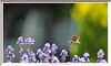 008 DSC_1599+ .JPG