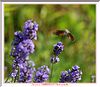 012 DSC_1689+ .JPG