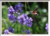 015 DSC_1798+ .JPG